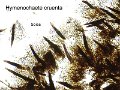 Hymenochaete cruenta-amf244-soies